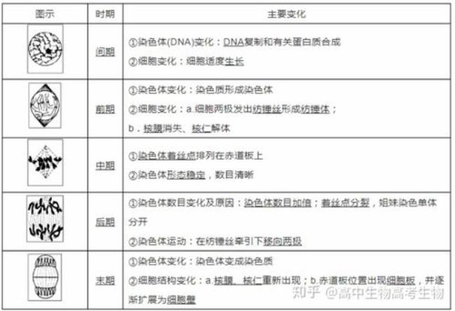 与有丝分裂有关的细胞器  内质网