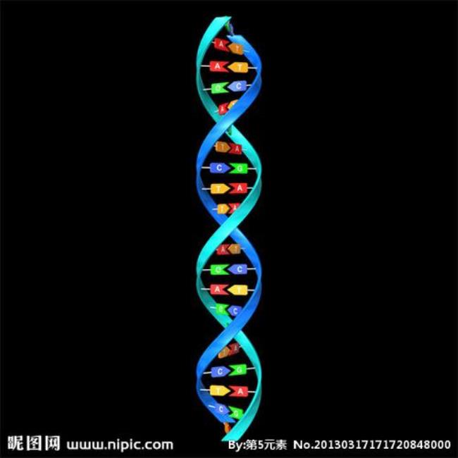 DNA双螺旋模型中是什么螺旋