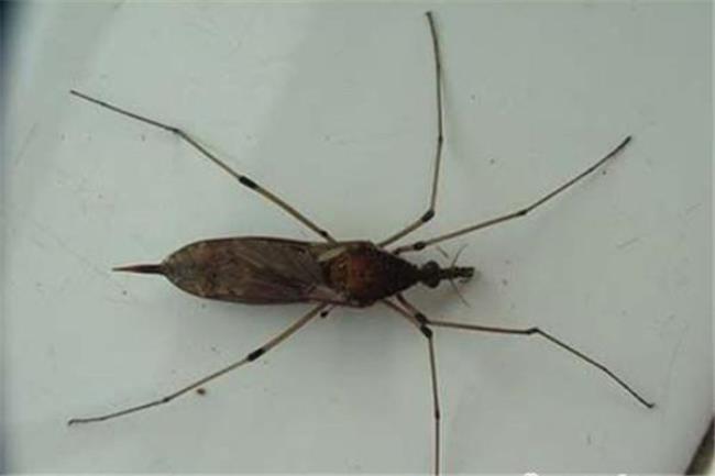亚马逊最大的蚊子