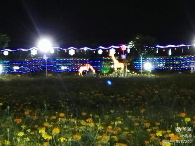 云端花海夜景怎么样