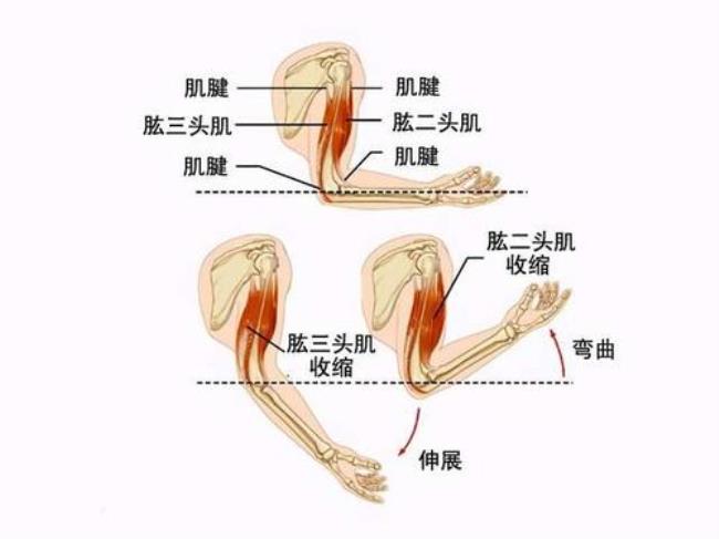 肱二头肌锻炼方法