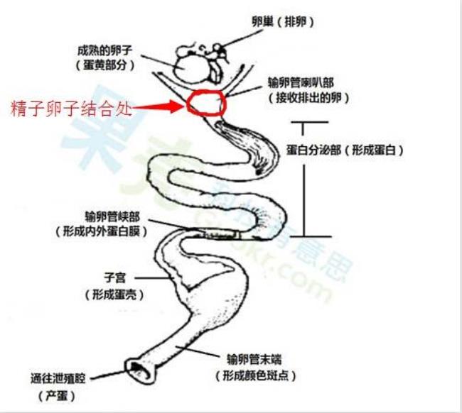 鸡蛋是怎么受精的