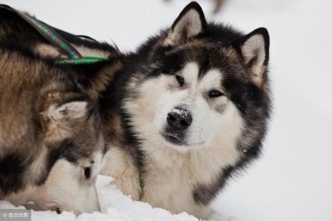 为什么阿拉斯加犬笨还有人养