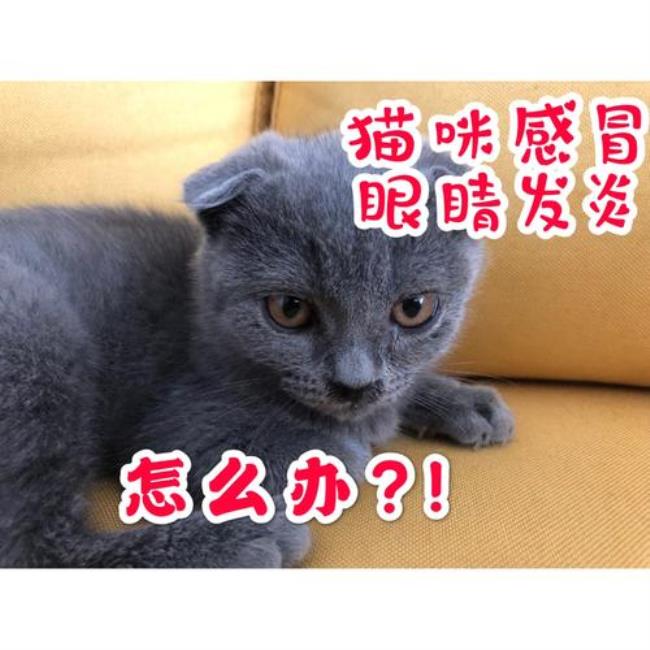 猫咪感冒了怎么办