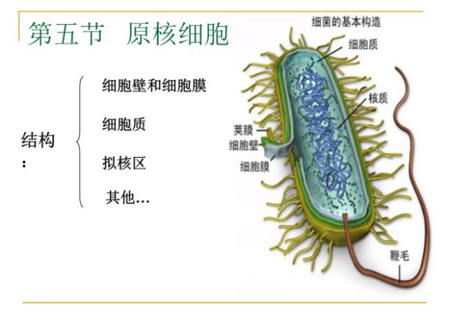 原核细胞细胞质膜与细胞膜区别