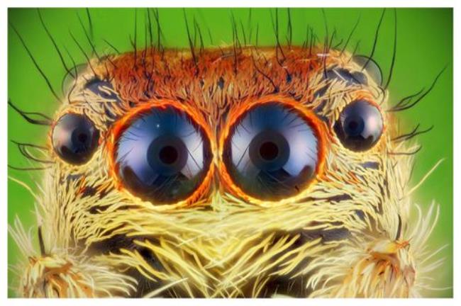 蜘蛛一般用几个眼睛
