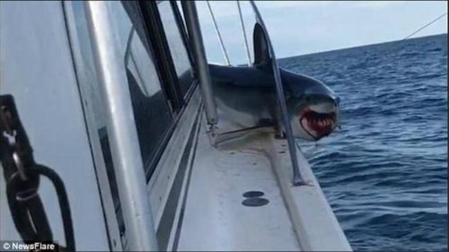养的观景鲨鱼咬人吗