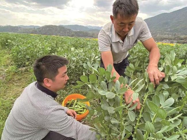 保山种植面积