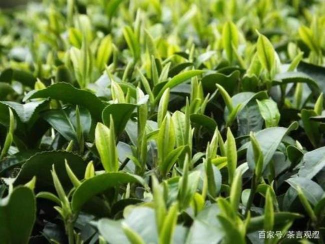 茶树种植国家规定