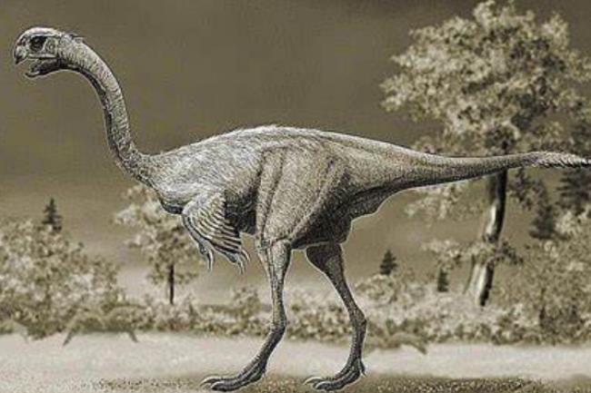 恐龙为什么是鸟后代