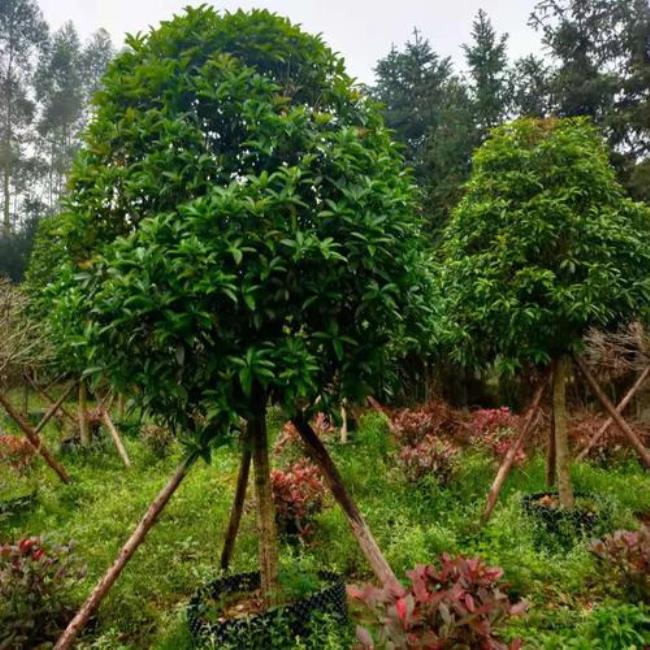 桂林市那有大型花木场