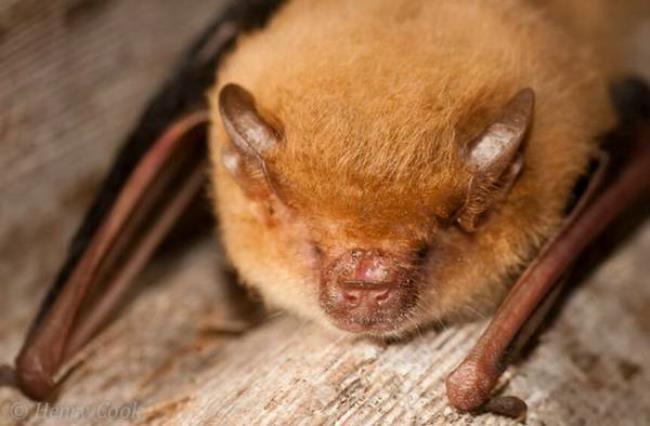 红毛蝙蝠是保护动物吗