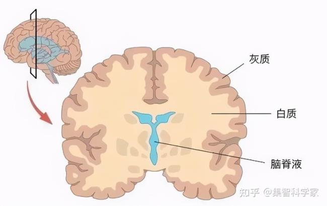 猪的脑容量大吗