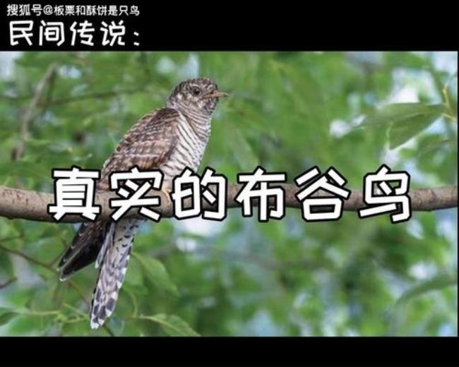 布谷鸟歌曲说的是什么