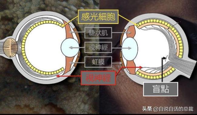 人能看见东西全靠感光细胞吗