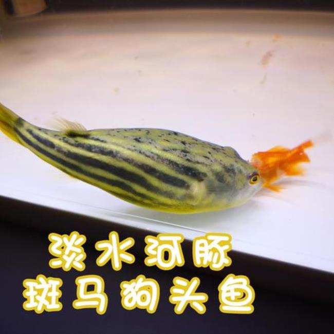 斑马狗头好养吗