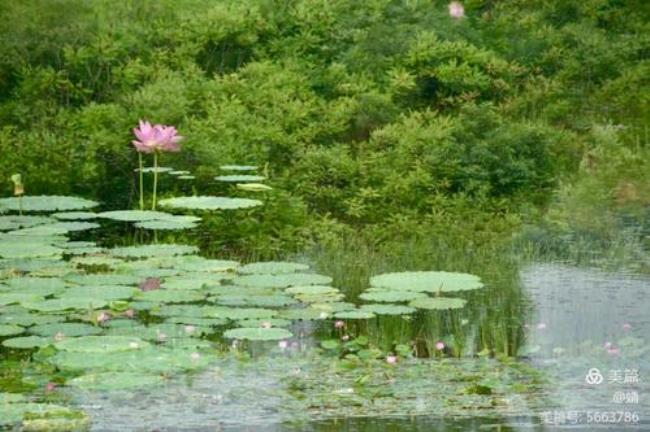 清水出芙蓉全诗