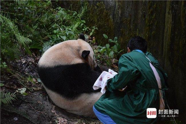 人类和熊猫哪个更早诞生