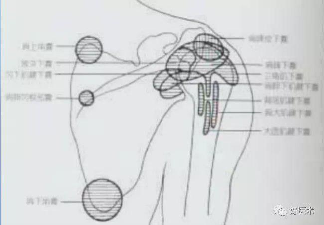 肩膀各个部位的叫法