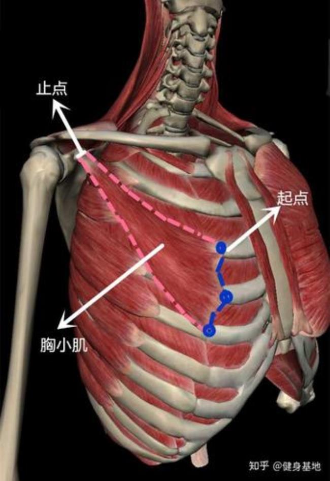 手臂肩膀有凹进去的地方正常吗