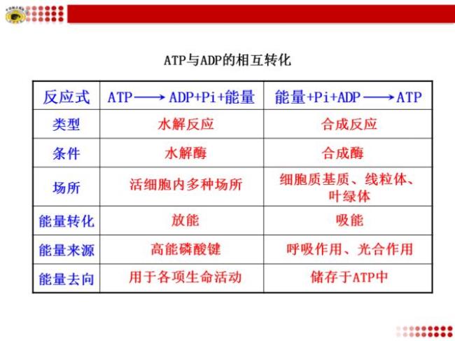 atp转化为adp方程式