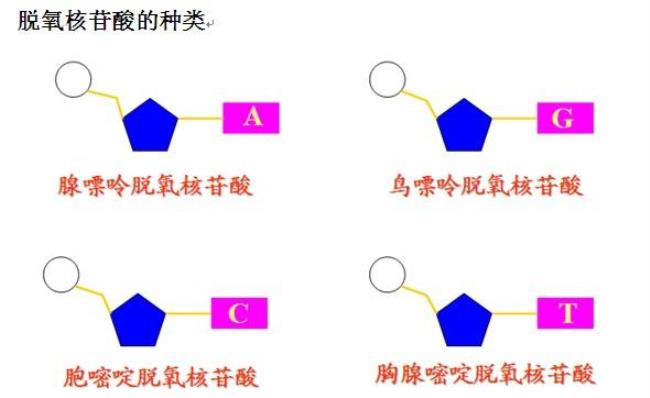 一个核苷酸由哪三部分组成