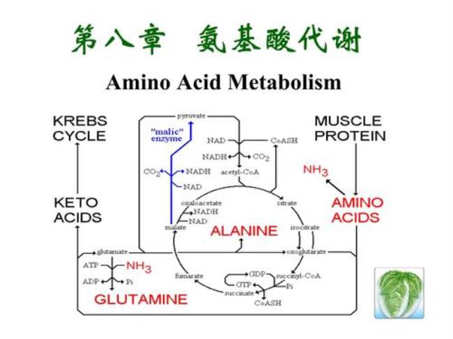 鸟氨酸循环第一分子的氨来自