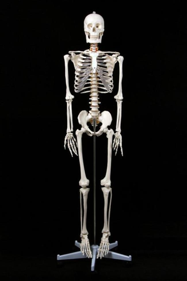 正常人的骨骼有多少块
