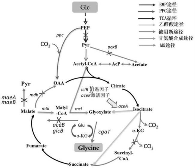 葡萄糖降解的四条途径