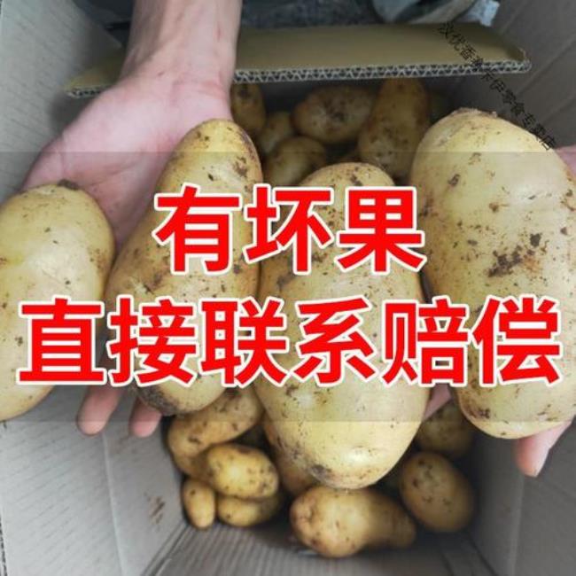 今秋土豆价如何