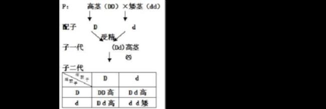 生物遗传学口诀意思