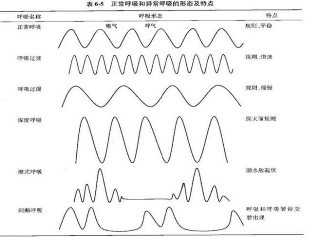 人类的呼吸是被动的还是主动的