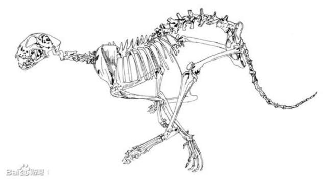 动物骨骼的类型有哪些