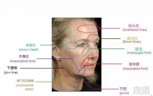 面部的骨骼叫什么名字