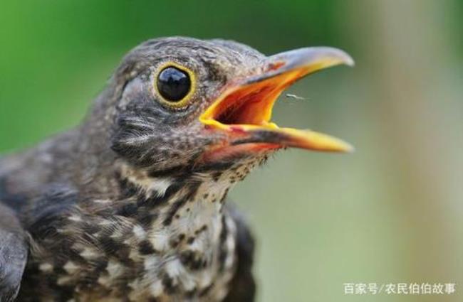 乌鸫是乌鸦吗