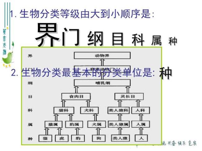 生物的基本纲目是什么