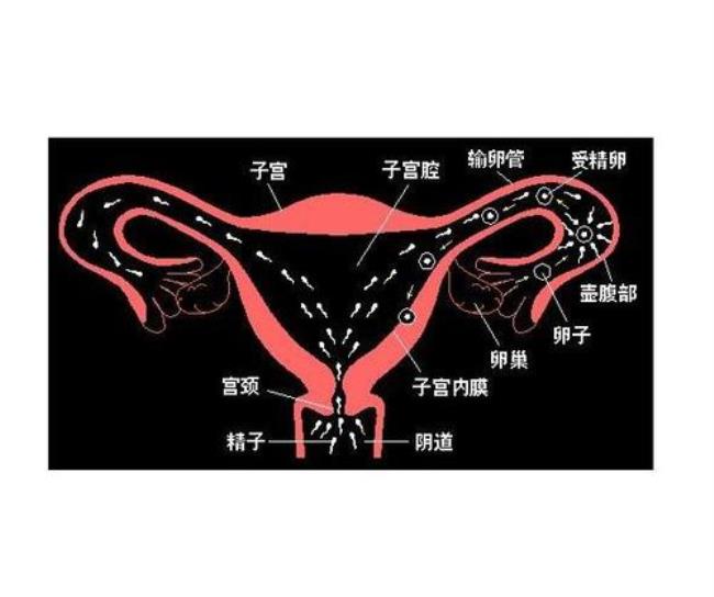 女性输卵管具体是指的什么