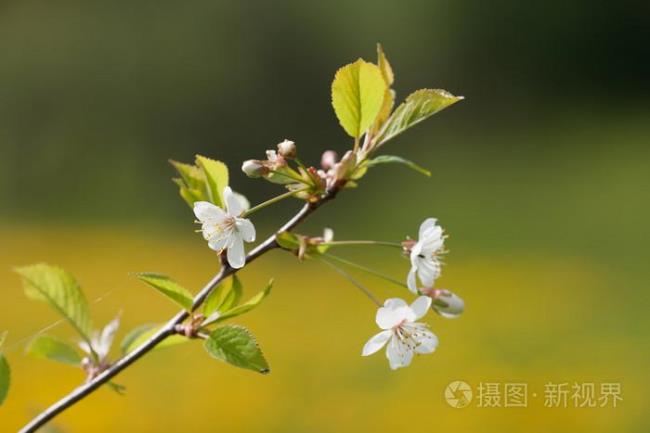 樱桃树几月发芽开花