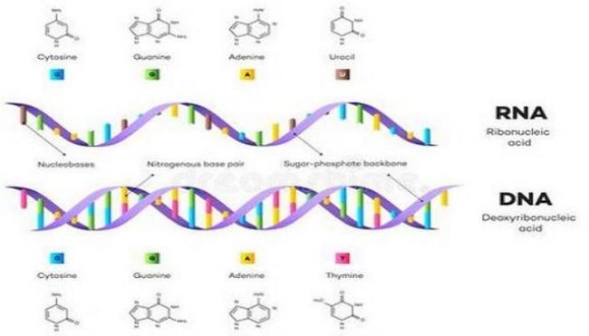 DNA和RNA和蛋白质各由什么组成的