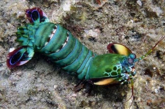 雀尾螳螂虾好吃吗