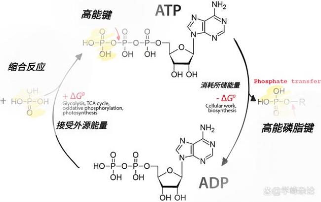 atp转移途径