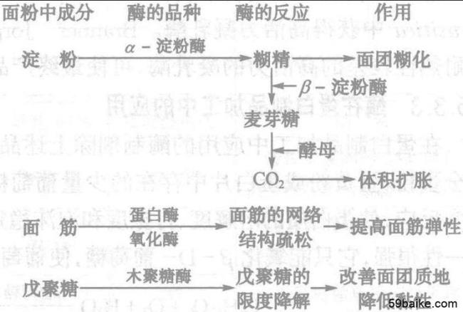 酶的形成条件