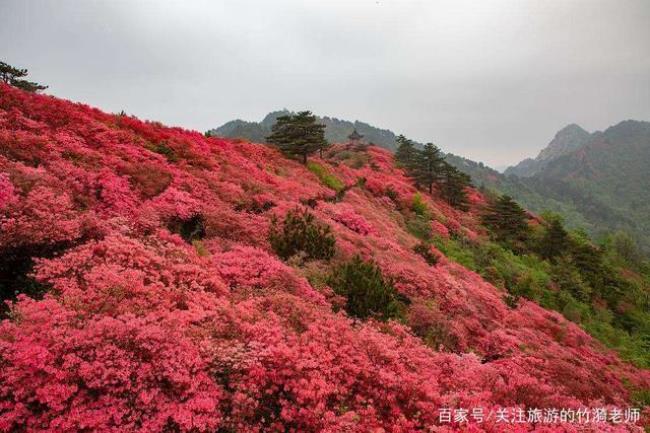 满山的花满山的云原唱