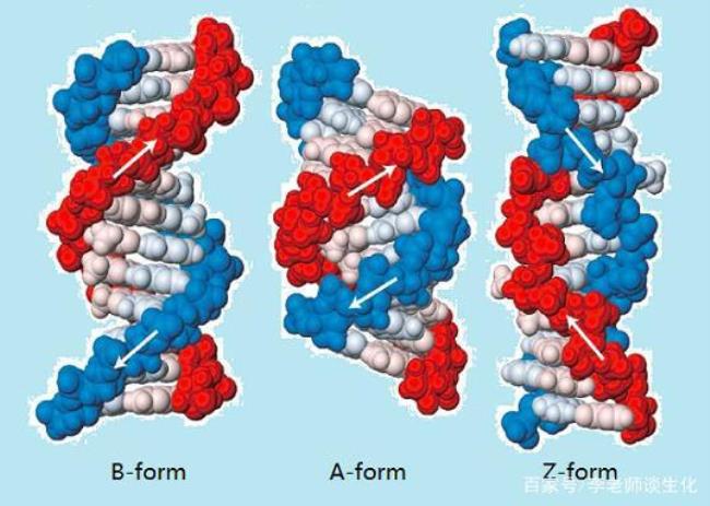 染色体是双螺旋结构吗