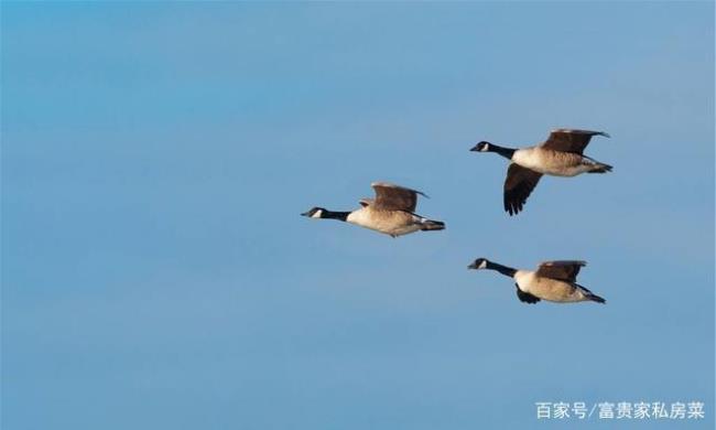 大雁南飞男声完整版原唱