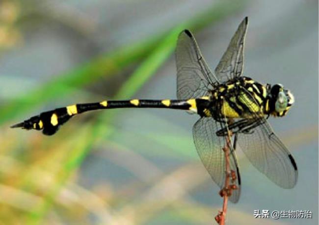 蜻蜓食性及特征