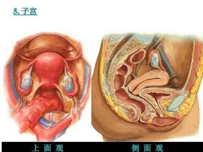 子宫下垂怎样治