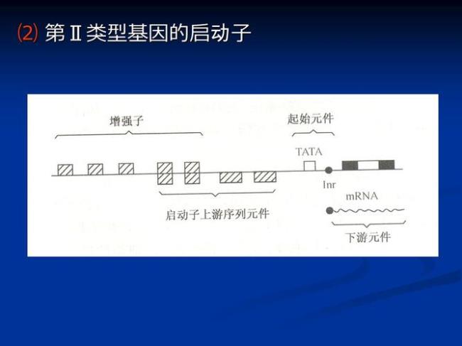 什么是基因串联复制