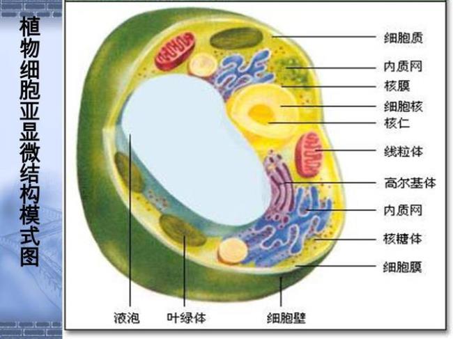 细胞核的主要成分是什么