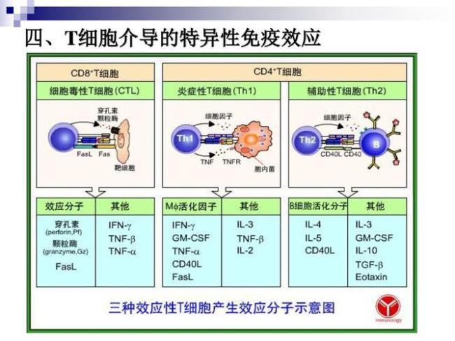 什么是td抗原